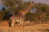 Биологи обнаружили у жирафа уникальный ген, защищающий от гипертонии