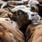 В Тульской области более 70 коров погибли от истощения