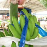 Цены на бананы в России достигли пятилетнего максимума