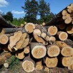 Ученые нашли экономичный способ переработки опилок на лесозаготовках