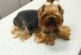 Ветеринары сломали йорку позвоночник во время чистки зубов: собака умерла