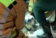 Спасатели в Москве освободили застрявшую в калитке собаку — РИА Новости, 01.01.2022