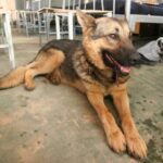 В Казахстане погромщики отобрали собаку у силовика и заставили ее работать