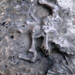 В Южной Америке обнаружили останки «йети»
