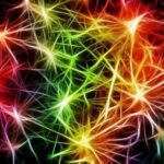 Ученые открыли новые нейроны мозга, которые отвечают за потерю памяти