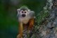 Эксперт по биооружию очень тревожно высказался про оспу обезьян