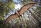 Ученым удалось смоделировать полет крупнейшего птерозавра в истории