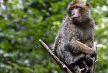 Эксперты оценили возможность пандемии оспы обезьян: масштабы COVID нереальны