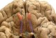 Российские ученые впервые создали 3D модель обонятельной луковицы мозга человека