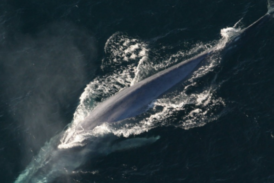 Ученые рассказали, что синие киты «танцуют» с ветром ради пищи