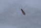 Биологи рассказали про комаров, которые передвигаются по снегу в Балашихе