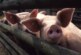 Свинья на бойне в Гонконге убила мясника с помощью ножа