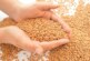 Минсельхоз Японии: зерновая сделка косвенно снижает цены на пшеницу для Токио