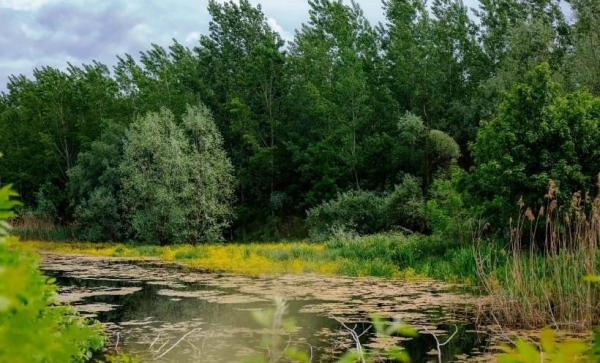 Эколог Рыбальченко объяснил, почему оттаивание болот может быть опасно для планеты