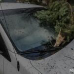 На машину упала сосулька или дерево: кто виноват и куда обращаться