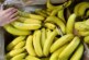 В Эквадоре пообещали развеять опасения России по поставкам бананов — РИА Новости, 17.02.2024