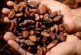 Цены на какао-бобы достигли исторического максимума — РИА Новости, 26.03.2024