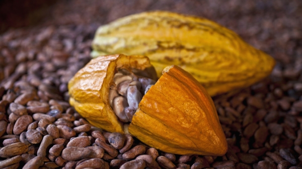 До исторического максимума: почему мировые цены на какао-бобы выросли втрое за последний год