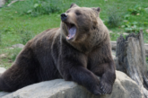 В Финляндии граждан попросили спрятать мусор из-за проснувшихся медведей