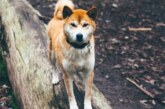 Три собаки породы акита-ину затерроризировали жителей СНТ на юге Подмосковья