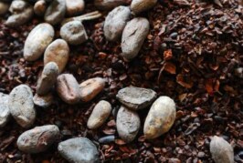 Цены на какао-бобы в мире вдвое превысили рекорд 1977 года — РИА Новости, 16.04.2024