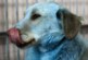 Дзержинские власти назвали причину появления синих собак