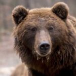 Гостью санатория в Новой Москве напугали два диких медведя