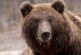 Гостью санатория в Новой Москве напугали два диких медведя