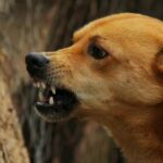 Кинолог назвал пять причин агрессивного поведения собак