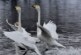 В Дагестане зафиксировали массовую гибель диких птиц