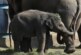Тело, как улика: ученые изучают жизнь слонов по шерстинке с хвоста
