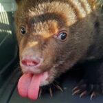 В Приморье спасли найденного в лесу медвежонка-сироту