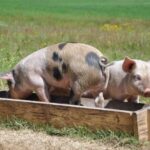В распространении коронавируса обвинили заболевших свиней