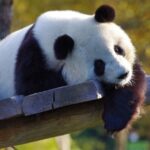 Руководителей Эдинбургского зоопарка обвинили в сексуальном насилии над китайскими пандами