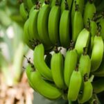 Неизлечимая болезнь уничтожила самый популярный в мире сорт бананов