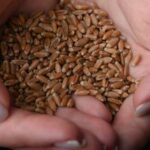 Ученые пересматривают технологии выращивания пшеницы для повышения урожая