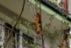 В Кракове «жуткое существо» на дереве держало в страхе жителей дома два дня