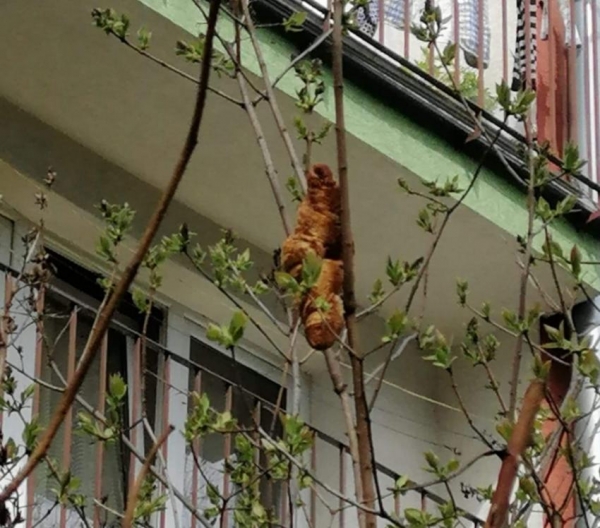 В Кракове "жуткое существо" на дереве держало в страхе жителей дома два дня