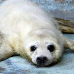 В Петербурге спасли детеныша серого тюленя