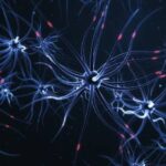 Ученые очистили мозг мышей от «альцгеймерских» бляшек кислородом и излучением