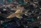 Ученые открыли неожиданный способ заморозки спермы рыб