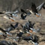 На Чукотке охотник снялся на фоне надписи из сотни убитых гусей