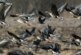 На Чукотке охотник снялся на фоне надписи из сотни убитых гусей
