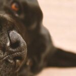 Исследование: собаки обнаружили коронавирус лучше, чем экспресс-тесты
