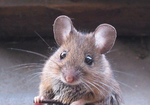 В Австралии сообщили о нашествии мышей-каннибалов