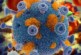 Ученые нашли ключевое звено в жизненном цикле «родственника» ВИЧ