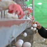 Власть собирается ударить дачников штрафами по яйцам