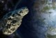 В планетарии оценили опасность приближающегося к Земле крупного астероида