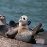 Гибель тюленей в Дагестане привела ученых в замешательство