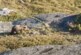 Медведь напал на тургруппу в «Ергаках»: погиб подросток